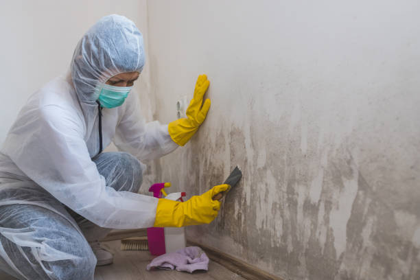 Reliable Henryetta, OK Mold Remediation Solutions