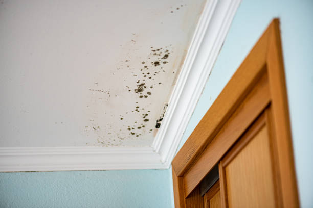 Best Black Mold Remediation in Henryetta, OK