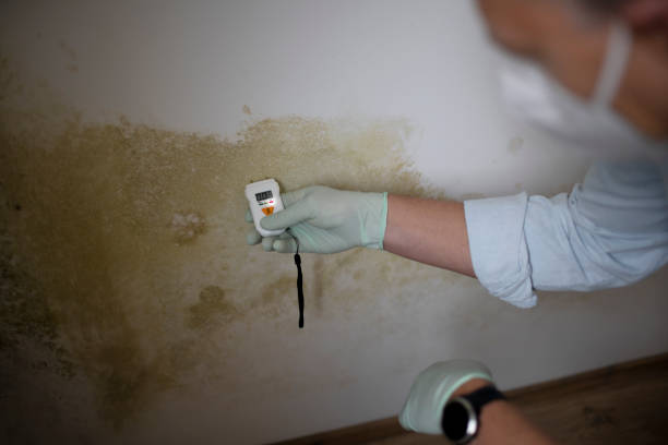 Best Mold Remediation for Specific Building Types in Henryetta, OK