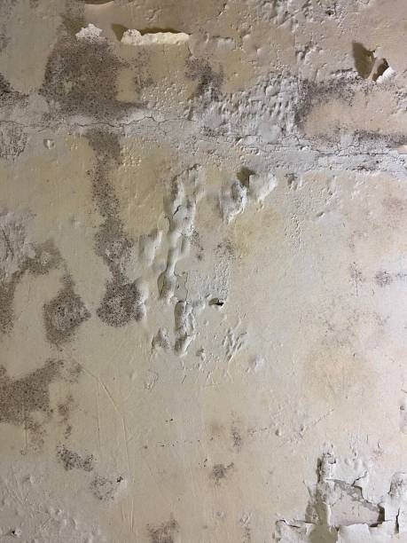 Best Localized Mold Remediation (e.g., coastal areas, humid climates) in Henryetta, OK