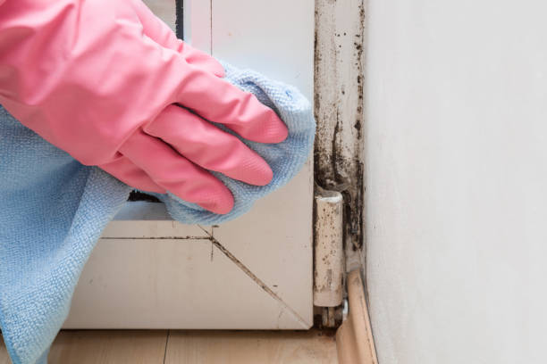 Best Attic Mold Remediation in Henryetta, OK