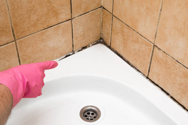 Best White Mold Remediation in Henryetta, OK